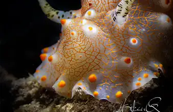 Récif peu profond Kagamas à Dauin